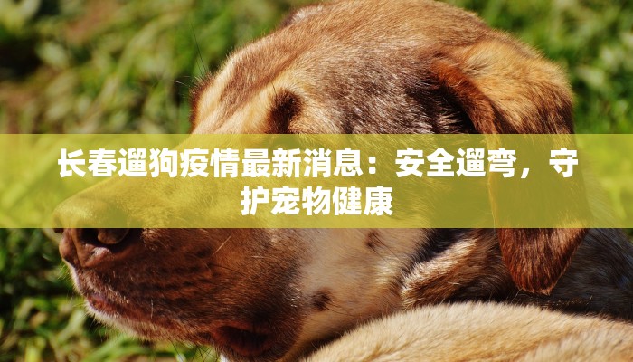 长春遛狗疫情最新消息:安全遛弯,守护宠物健康 长春遛狗疫情最新消息:安全遛弯,守护宠物健康