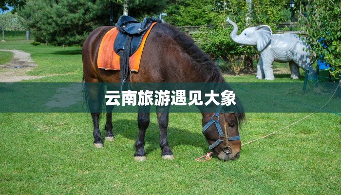 云南旅游遇见大象